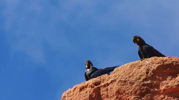 Lear's macaw family (adults and young) on the edge of sandstone cliff in Caatinga, Brazil alt