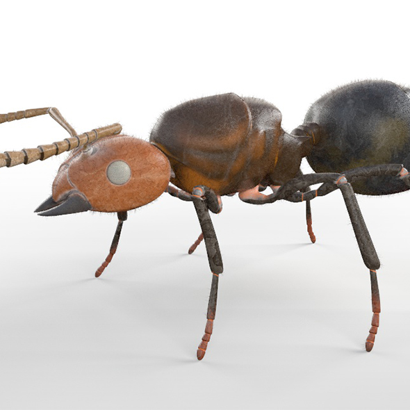 Ant Insect 3d - 3Docean 33956387