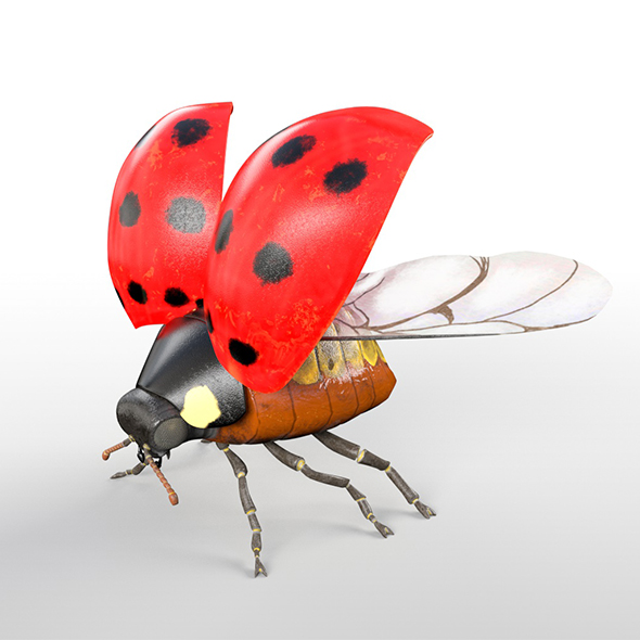 Ladybug insect 3d - 3Docean 33968552