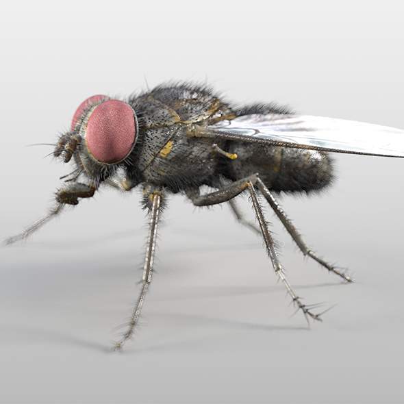 Housefly insect 3d - 3Docean 33968419