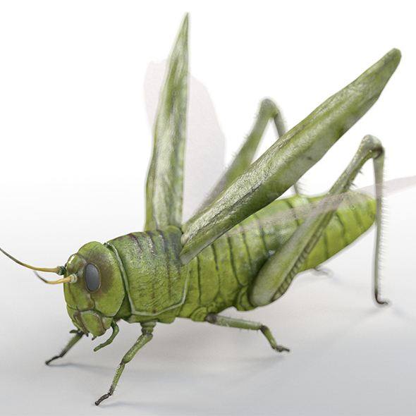 Grasshopper insects 3d - 3Docean 33967982