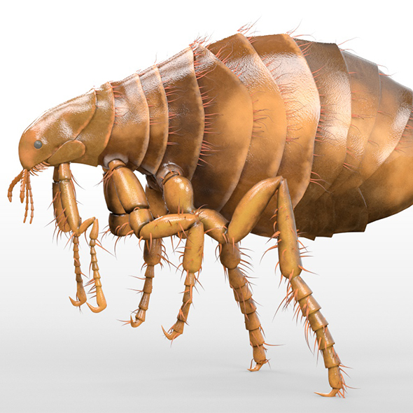 Flea insect 3d - 3Docean 33967630