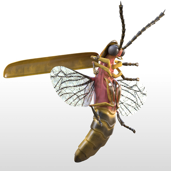 Firefly insects 3d - 3Docean 33967527
