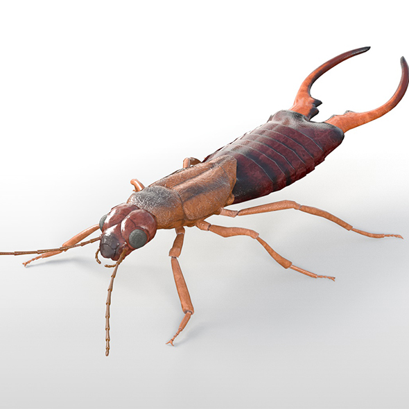 Earwigs insect 3d - 3Docean 33967438