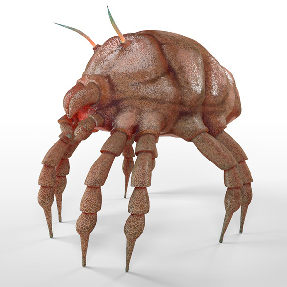 DustMite insect 3d - 3Docean 33967035