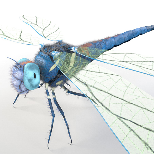 Dragonfly insect 3d - 3Docean 33961885