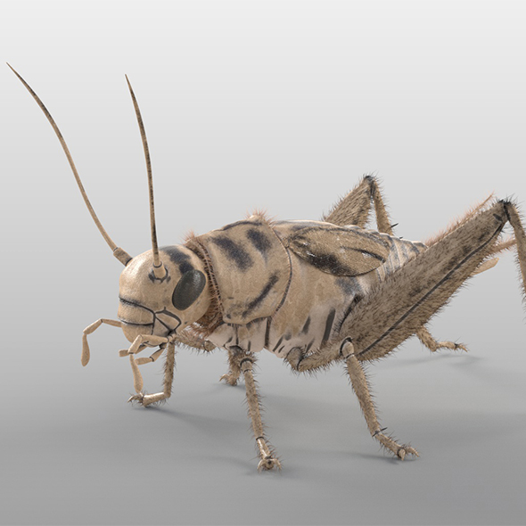 Cricket insect 3d - 3Docean 33961655