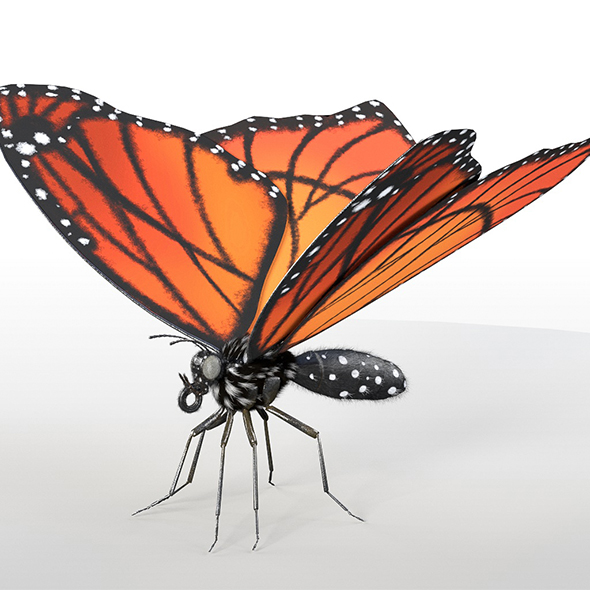 Butterfly insect 3d - 3Docean 33961423