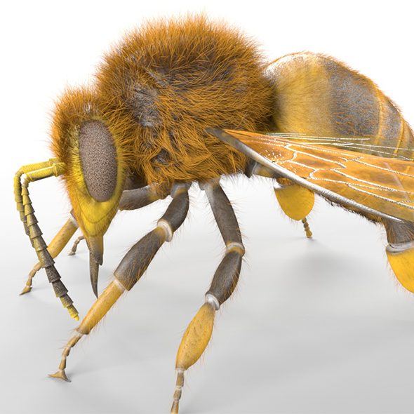 Bee insects 3d - 3Docean 33987600