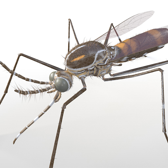 Mosquito insect 3d - 3Docean 33992239