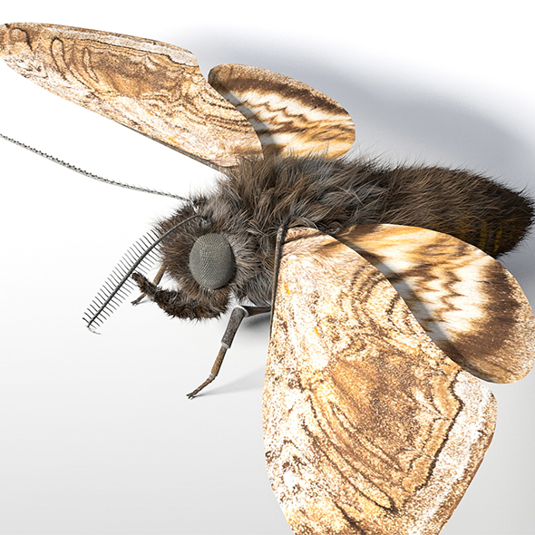 Moth insect 3d - 3Docean 33992291