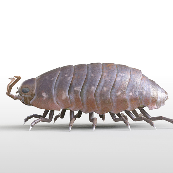 Pillbug insect 3d - 3Docean 33992323