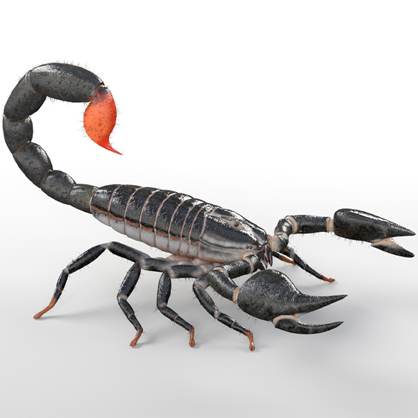 Scorpion insect 3d - 3Docean 33992332