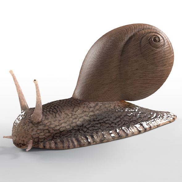 Snail insect 3d - 3Docean 33992344