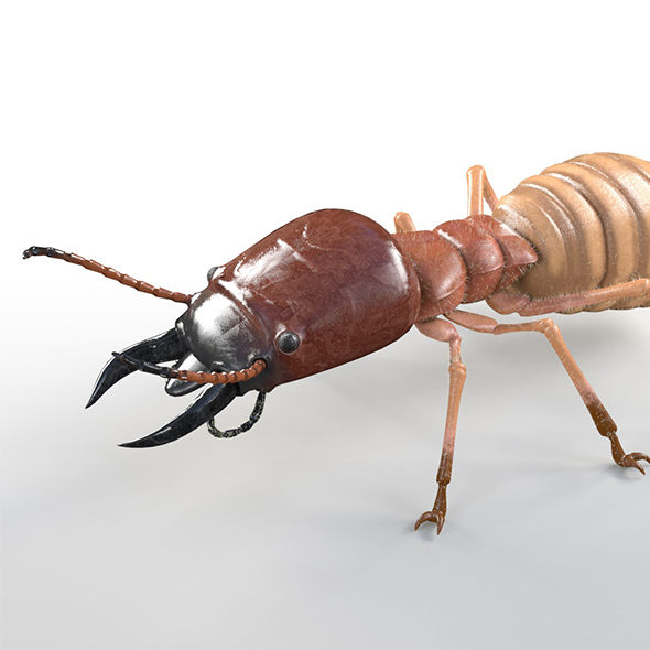 termite insects 3d - 3Docean 33992358