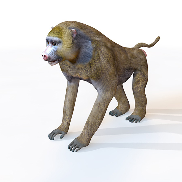 Baboon Monkey 3d - 3Docean 33992710