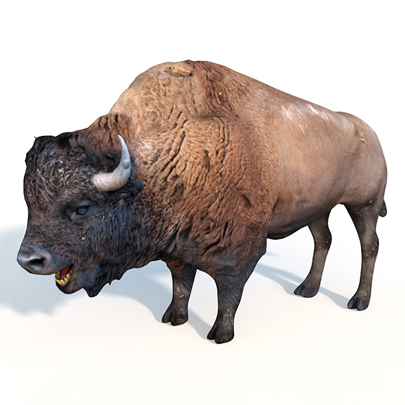 bison rigged 3d - 3Docean 33992941