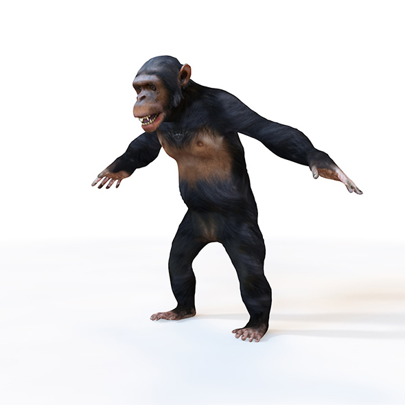 Chimpanzee Rigged 3d - 3Docean 33992956