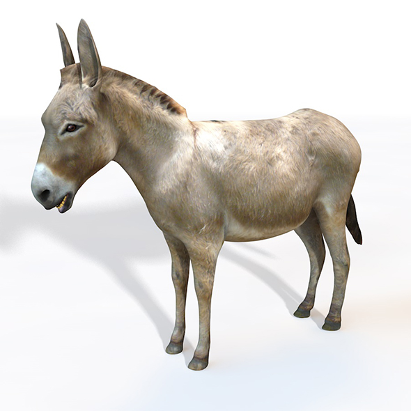 Donkey Rigged 3d - 3Docean 33992973