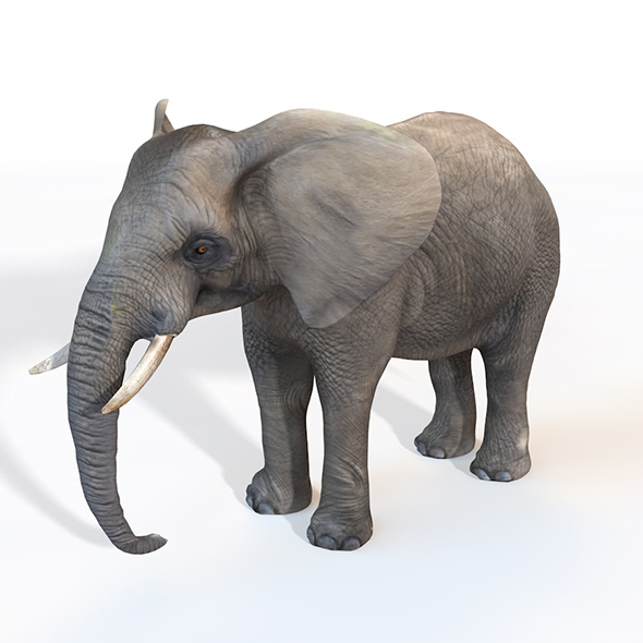 Elephant Rigged 3d - 3Docean 33993015