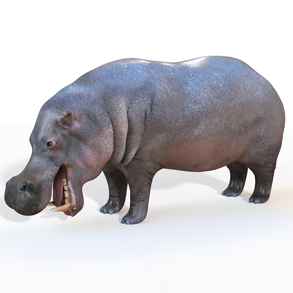 Hippopotamus Rigged 3d - 3Docean 33993043