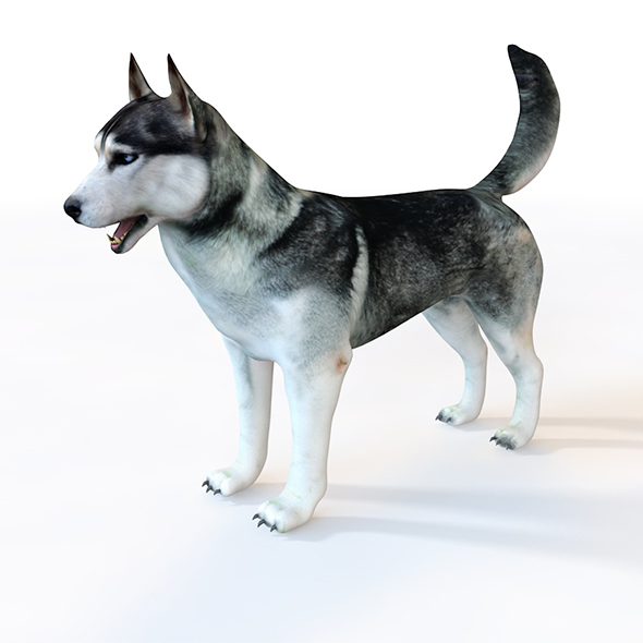 Husky Dog Rigged - 3Docean 33993058