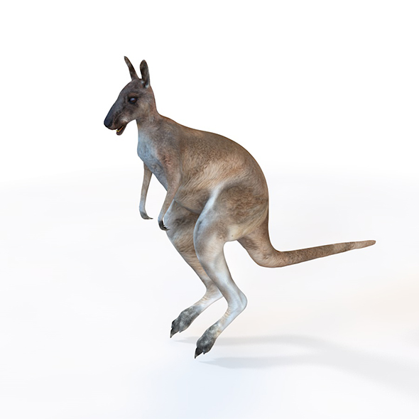 kangoroo rigged 3d - 3Docean 33993367