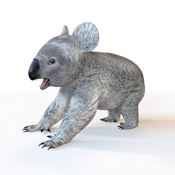Koala Rigged 3d - 3Docean 33993389