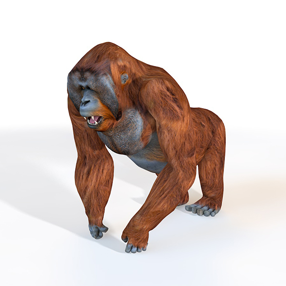 Orangutan rigged 3d - 3Docean 33993571