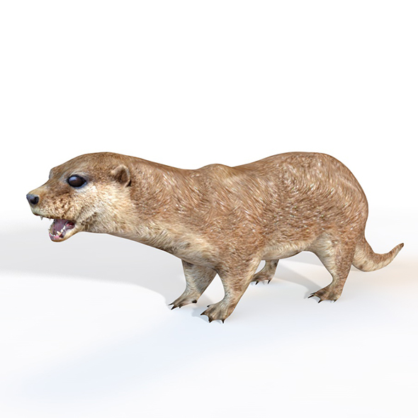 Otter rigged 3d - 3Docean 33993606