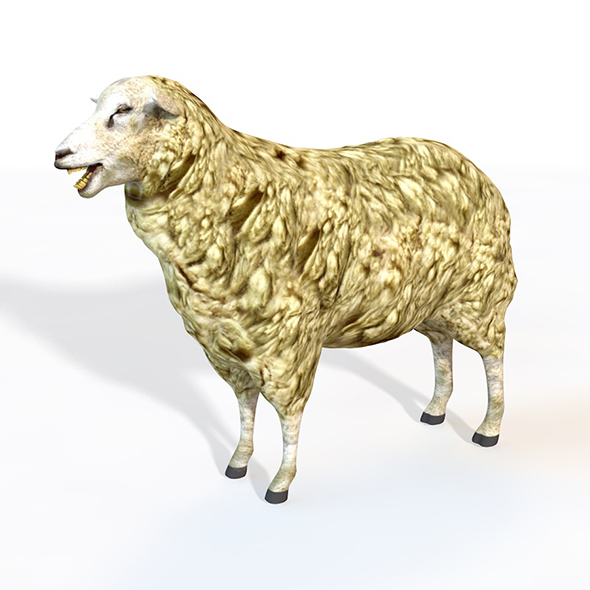 sheep rigged 3d - 3Docean 33993636
