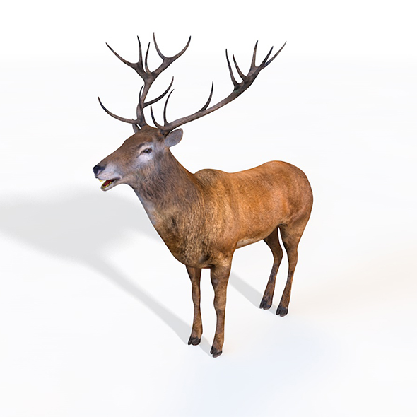 Stag rigged 3d - 3Docean 33993648