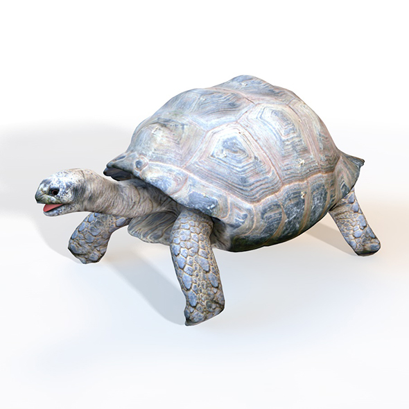 Tortoise rigged 3d - 3Docean 33993667