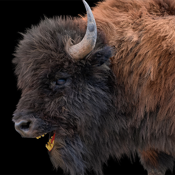 bison hair fur - 3Docean 33993840
