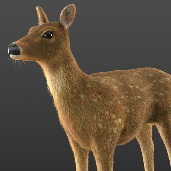 Chital Deer hair - 3Docean 33994038