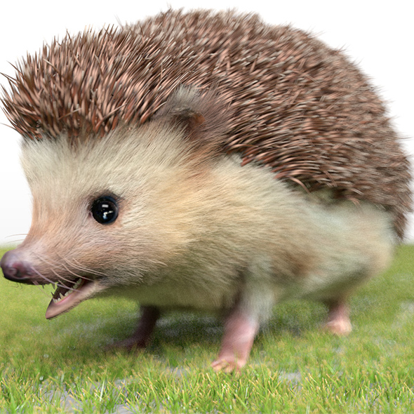 Hedgehog hair fur - 3Docean 33994095