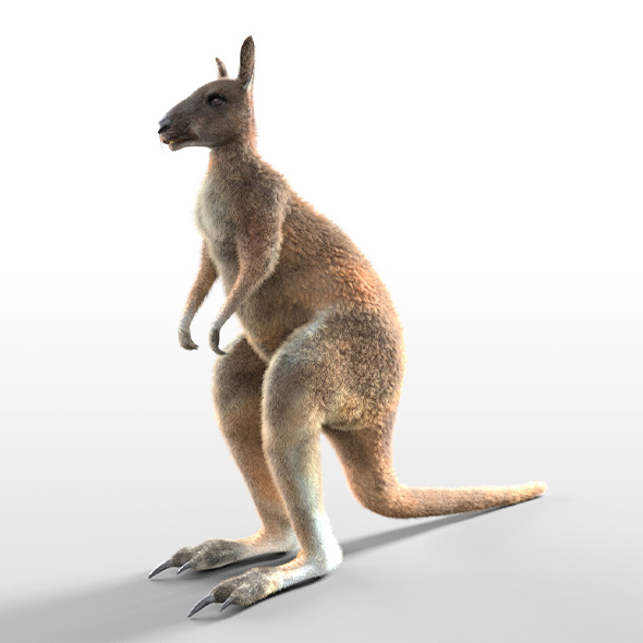 Kangaroo hai fur - 3Docean 33994118