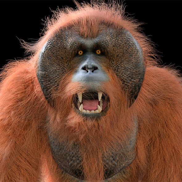 Orangutan hair fur - 3Docean 33994191