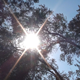 The Sun Behind Trees - VideoHive Item for Sale