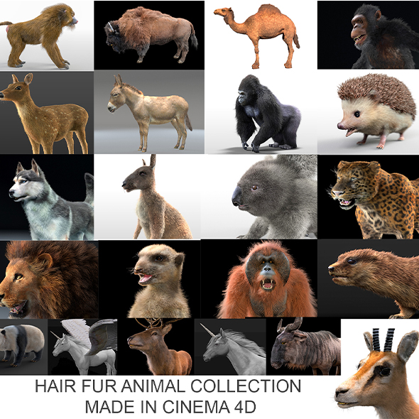 21 Hair fur - 3Docean 33995496