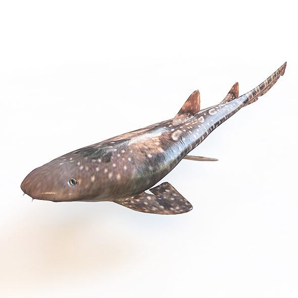 Bamboo Shark 3d - 3Docean 33995692