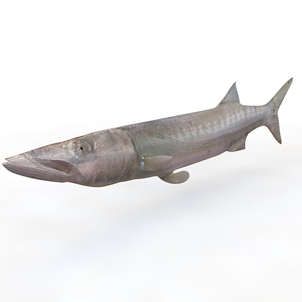 Barracuda fish 3d - 3Docean 33995758
