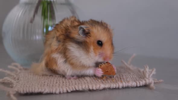 Cute Ginger Hamster Sits on the Rug and Eats Cookies