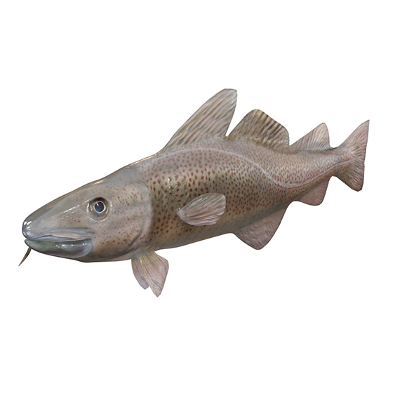 Cod fish 3d - 3Docean 33998798