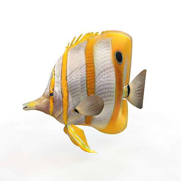 Copperband butterfly fish - 3Docean 33998802
