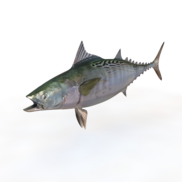 False Albacore Tuna - 3Docean 33998822
