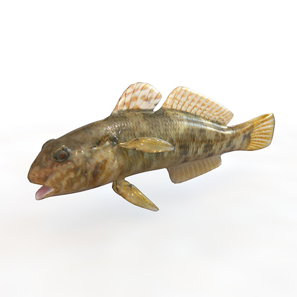 Frillfin goby fish - 3Docean 33999012