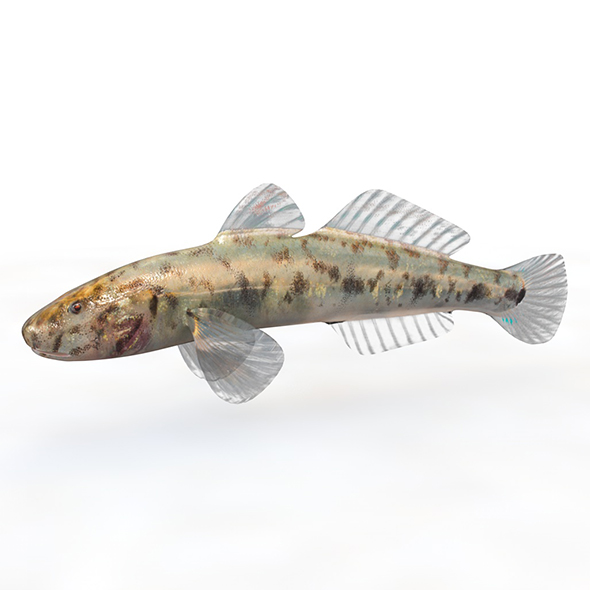 Gobiidae fish 3d - 3Docean 33999015
