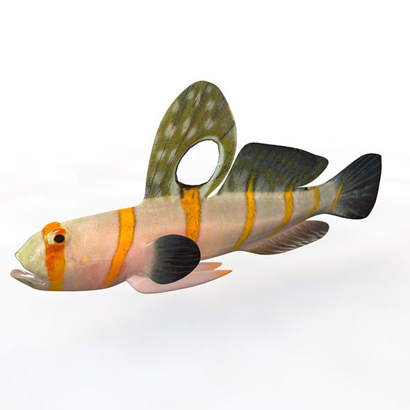 Randalls Goby fish - 3Docean 33999022