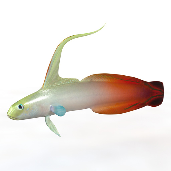Red Fire Goby - 3Docean 33999028